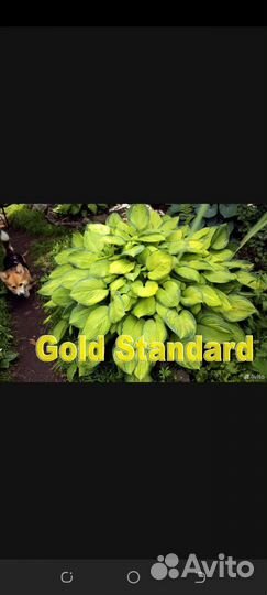 Хосты бордюрные