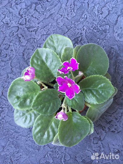 Молодая цветущая фиалка ав-Просто космос (спорт)