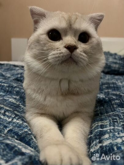 Вязка шотландец ищет даму