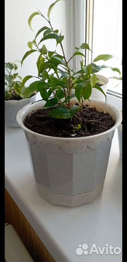 Фикус бенджамина пестролистный