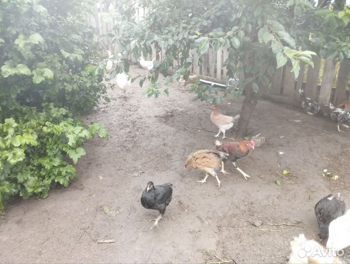 Петухи молодые домашние