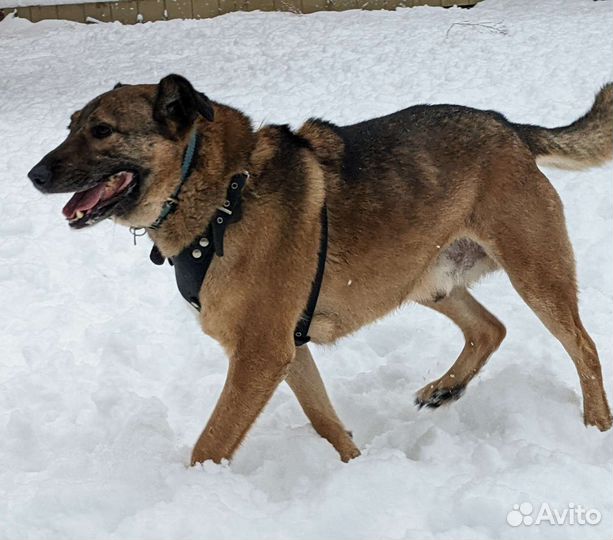 Фока ищет дом