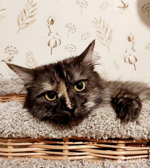 Пушихвостая краса