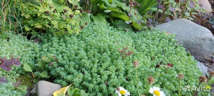 Почвопокровное, малина Абрикосовая