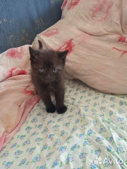 Котята