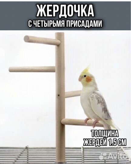 Попугай корелла с клеткой