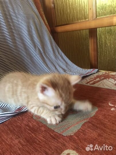 Кошка в добрые руки