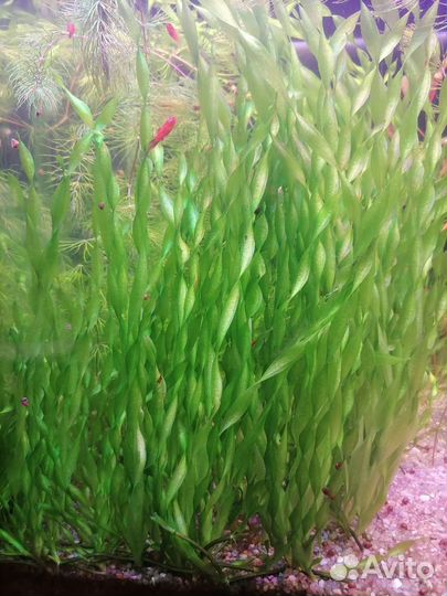 Валиснерия спиральная