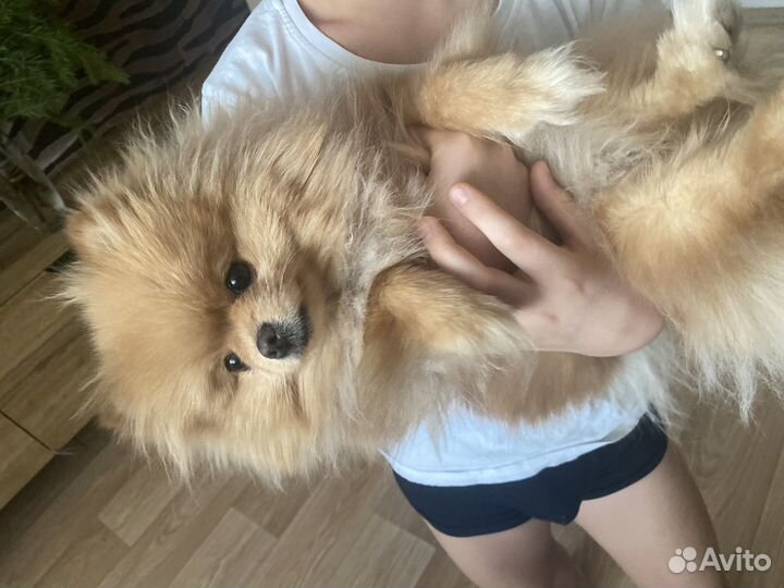 Померанский шпиц мини девочка