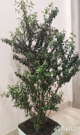 Каланхоэ, герань, алое, бегония, мирт