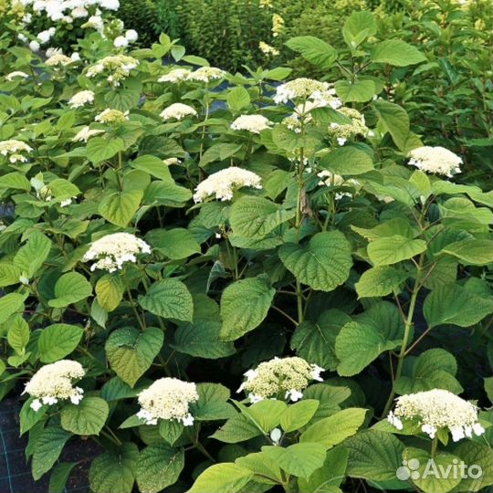 Гортензия Уайт Дом, С10 (1 саж.; 70-80 см)