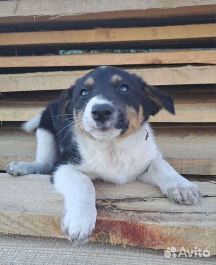 Щенки в добрые руки