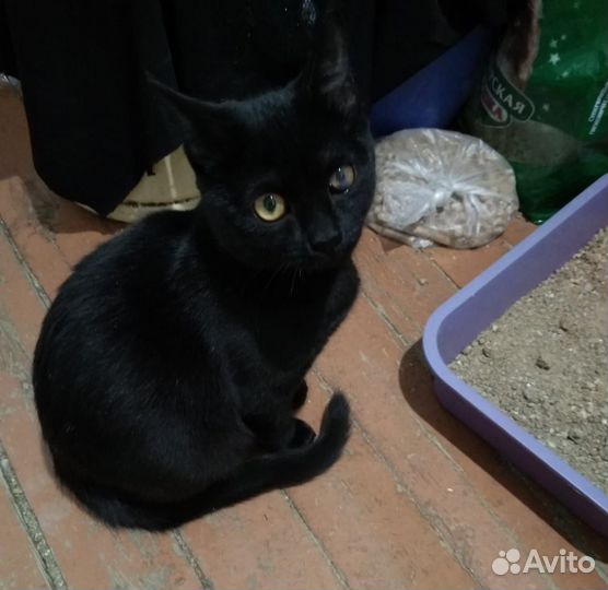 Ищем дом и хозяев для кошки