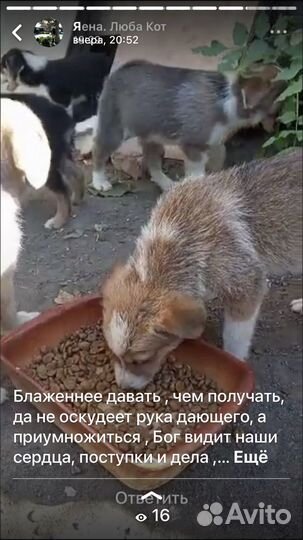 Отдаю шенка в добрые руки