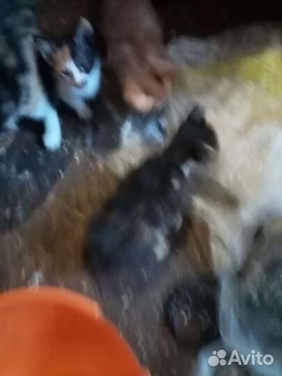 Домашние животные