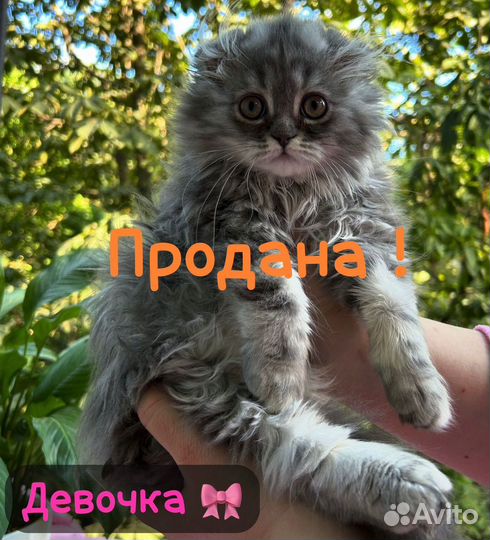 Шотландские котята