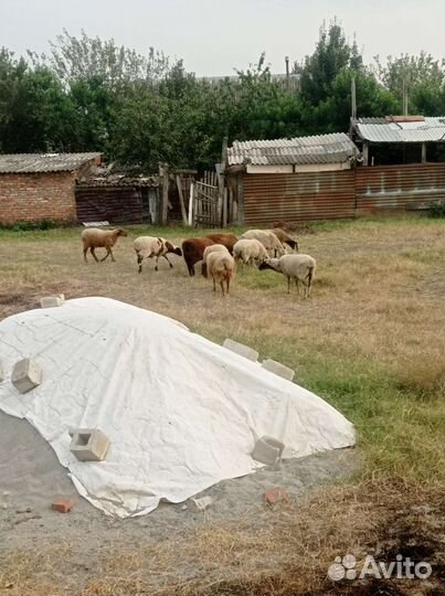 Овцы бараны