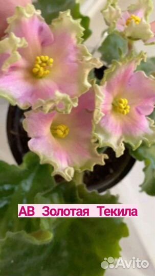 Фиалки сортовые