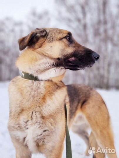 Собака в добрые руки из приюта бесплатно