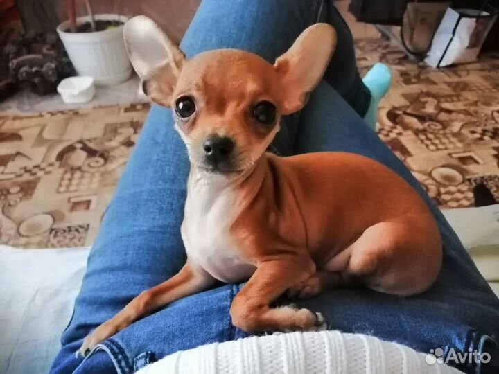 Русский той-терьер мини