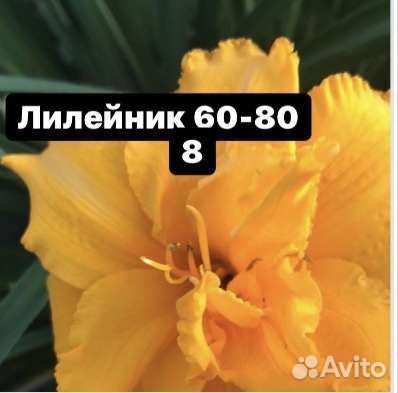 Продам цветы