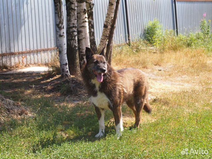 Отдам в добрые руки