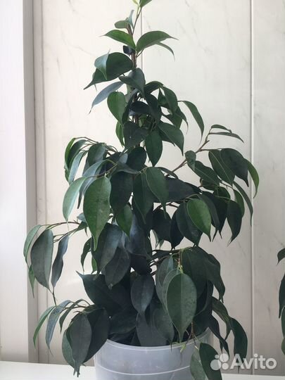 Комнатные растения