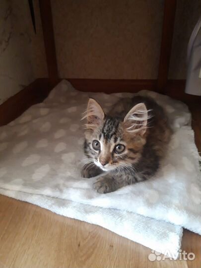 Котенок, девочка