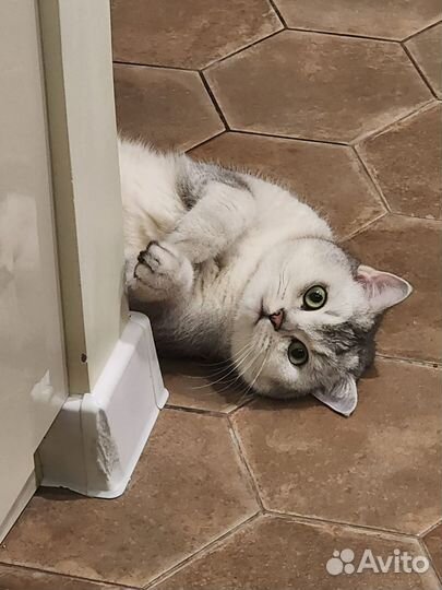 Отдам кота в добрые руки