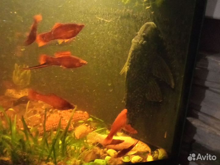 Аквариумные рыбки сомики