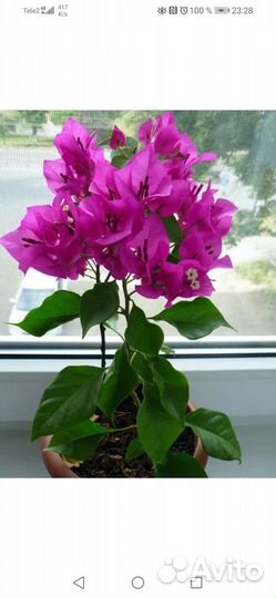 Бугенвиллия