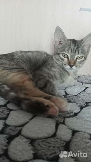 Котенок в добрые руки