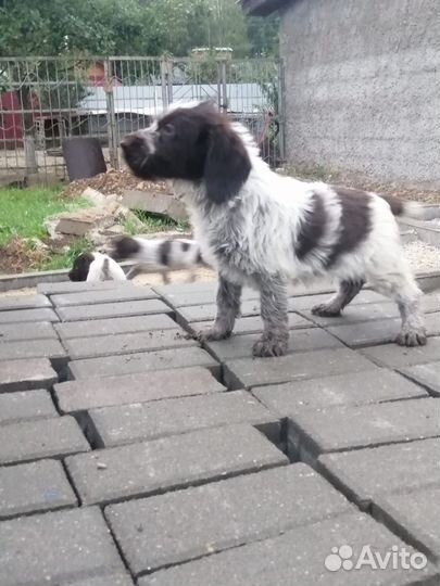 Продажа щенков дратхаара