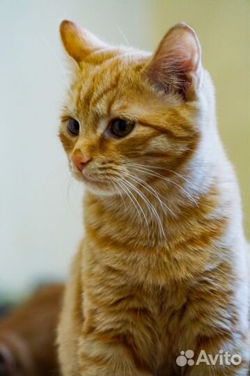 Рыжая скромница