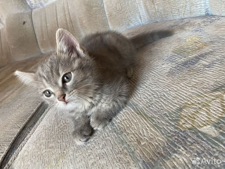 Котенок в дар