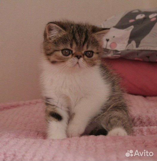 Персидские котята