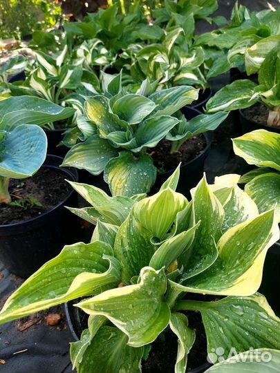 Хосты в горшке 3л