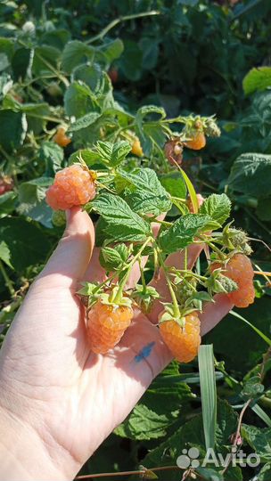 Саженцы малины Оранжевое Чудо