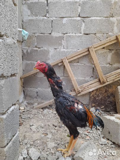Бойцовые петухи