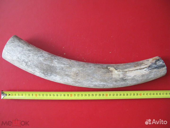 Бивень мамонта 14 охотникам резьбы по кости