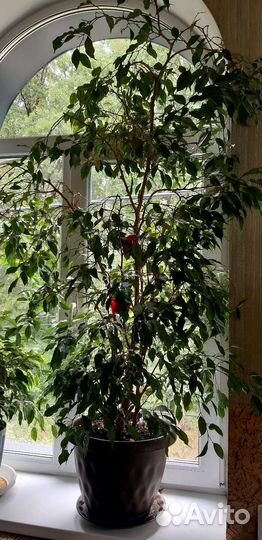 Фикус бенджамина