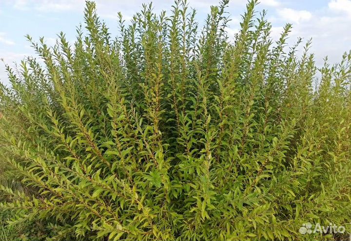 Черенки сортовой ивы