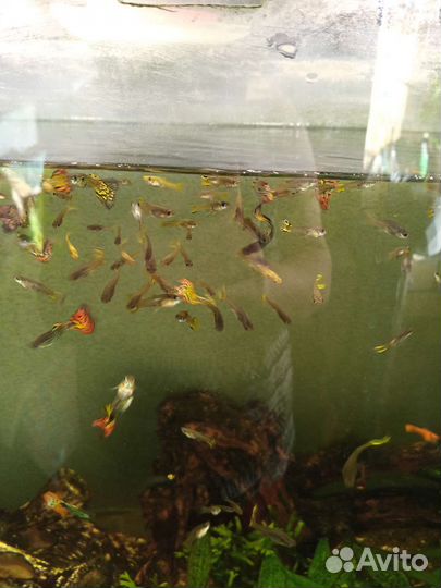 Мальки гуппи