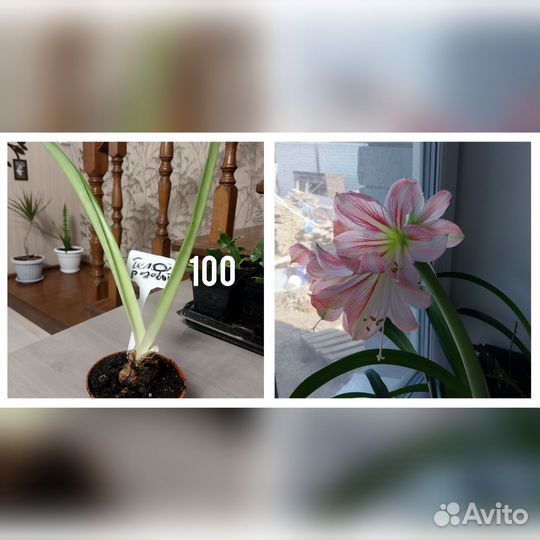 Цветы комнатные