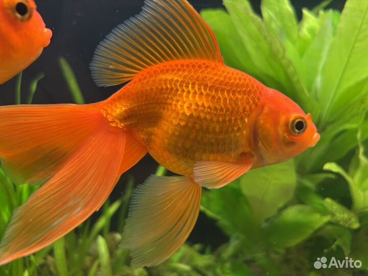 Золотые рыбки Оранда