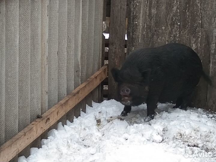 Вьетнамский хряк