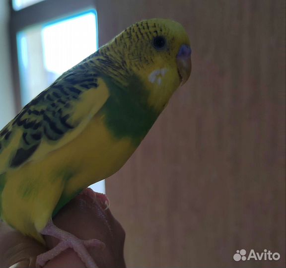 Домашние животные птицы