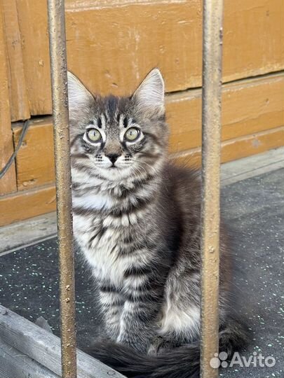 Отдам в добрые и ответственные руки котенка