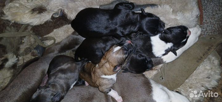 Щенки стаффорда