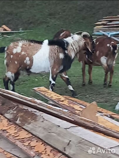 Нубийский козел 100